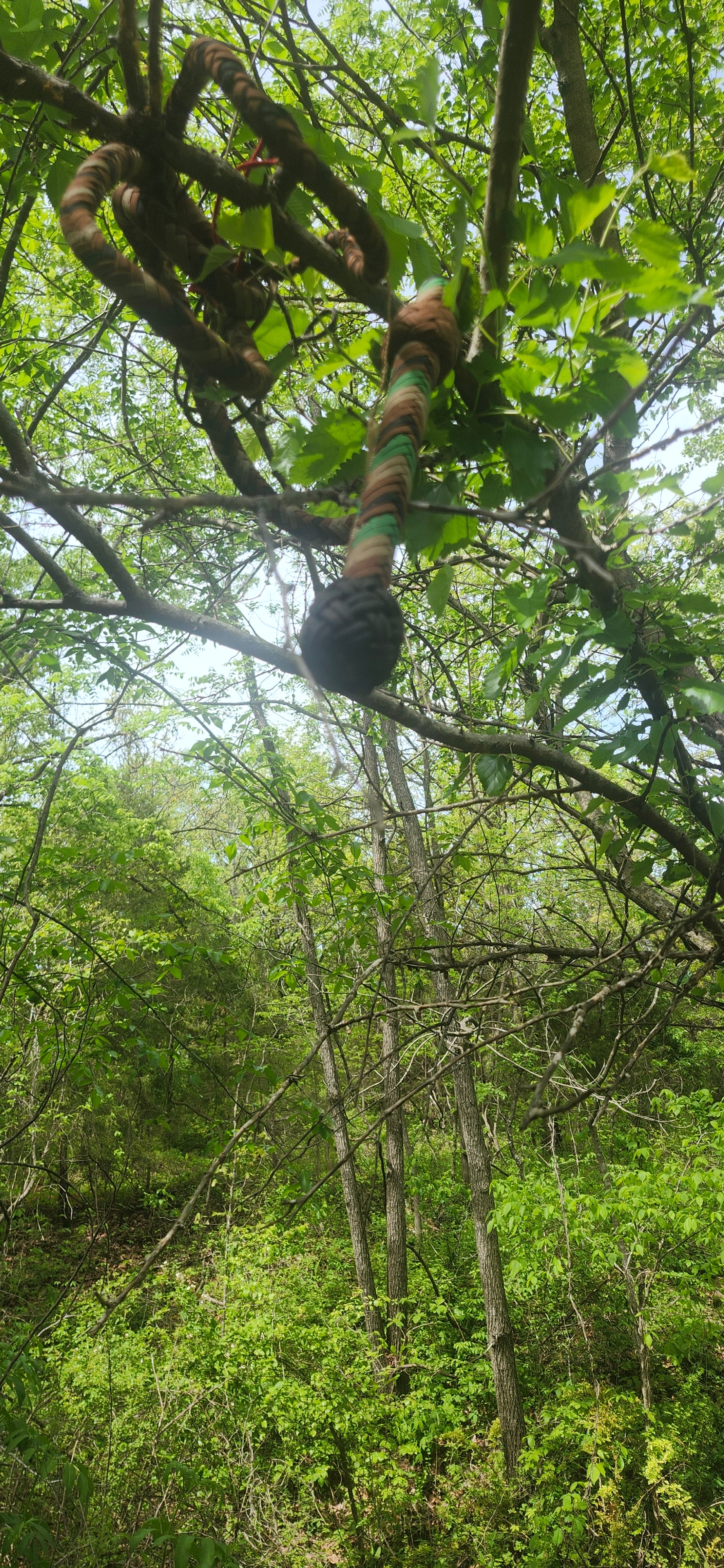 Numbered Bullwhip #2 — Americana Provenance Artifact