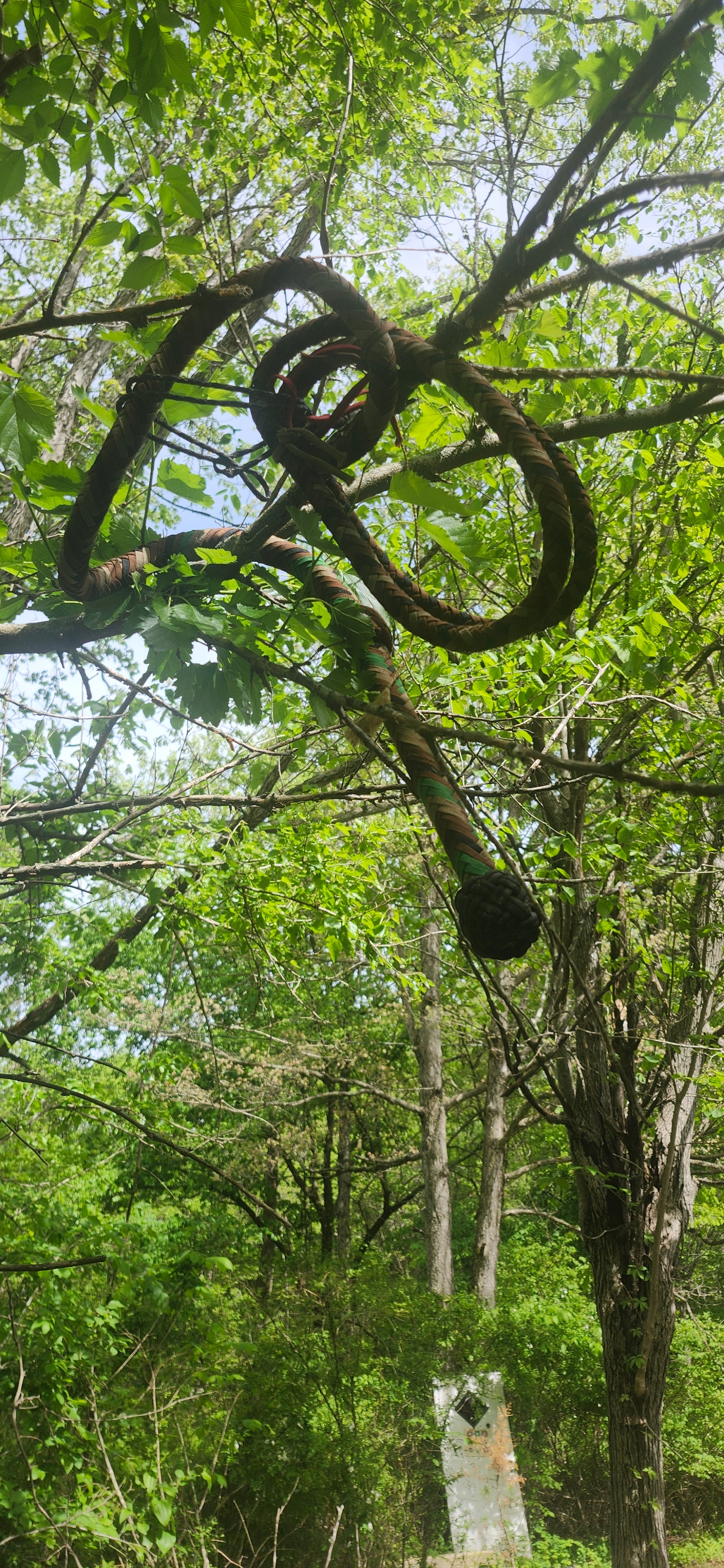 Numbered Bullwhip #2 — Americana Provenance Artifact